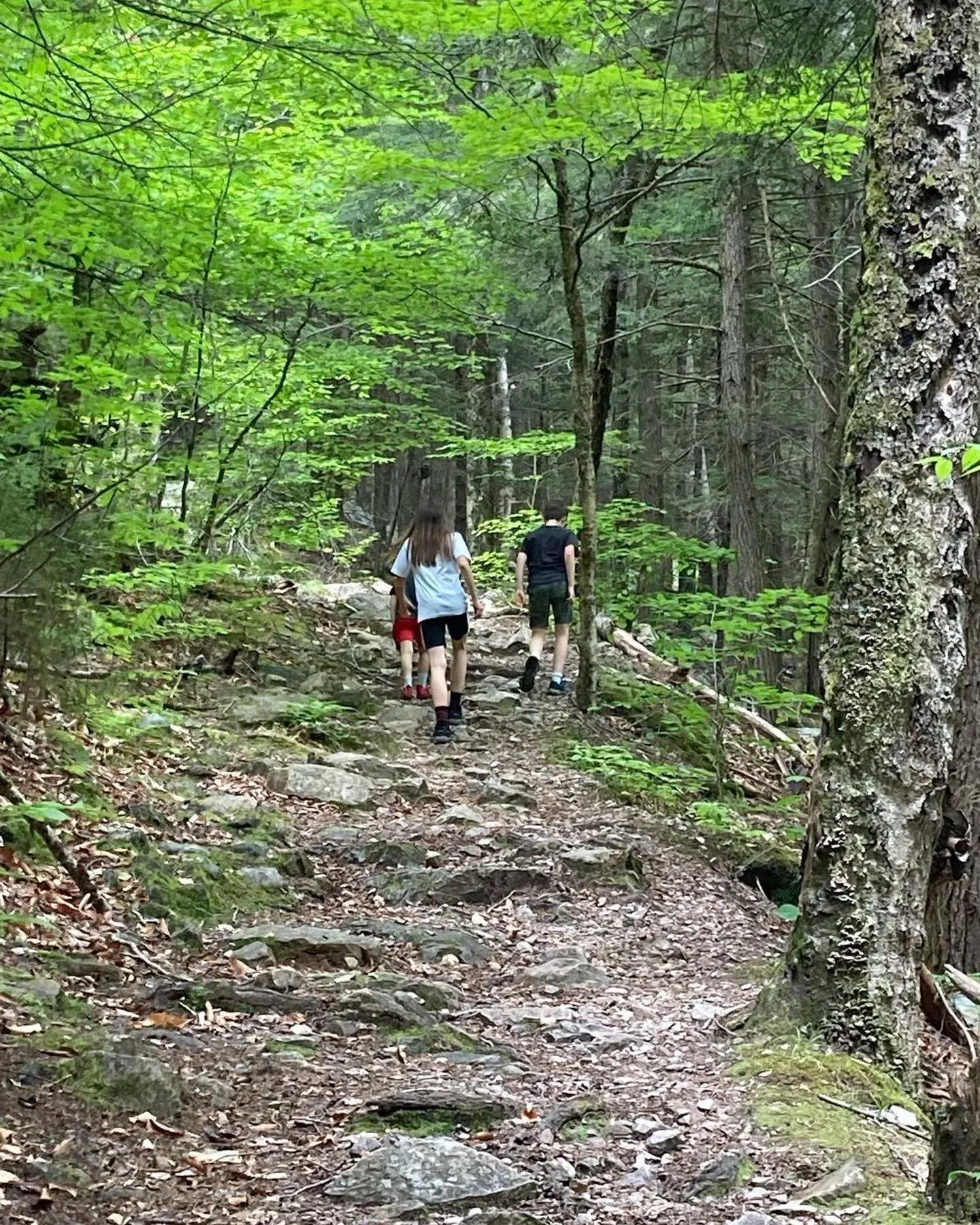 Walking a wooded trail in Southern Vermont